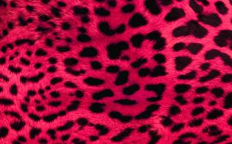 Cool Animal Cheetah Print Wallpaper