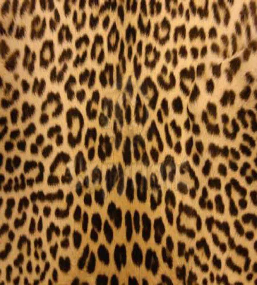 Cheetah Print Mobile Background