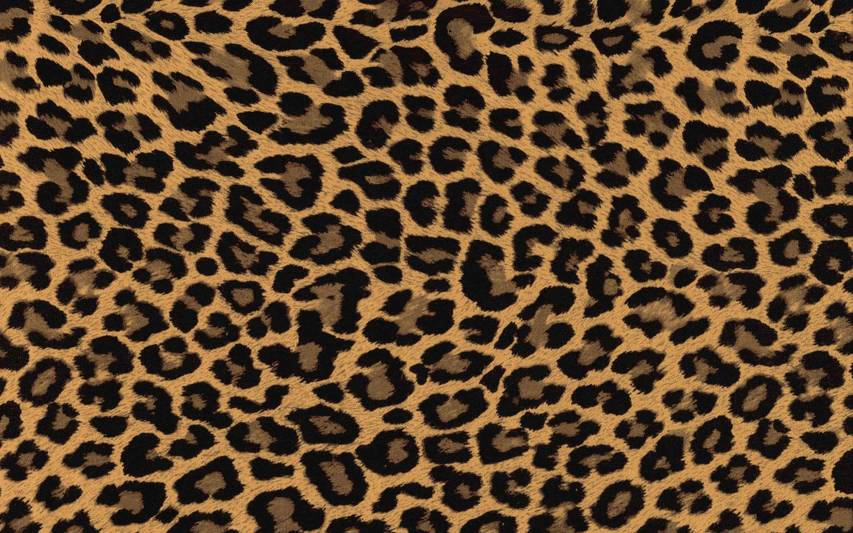 Awesome Cheetah Print Wallpaper, Leopard