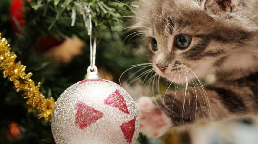 Christmas Easter and Cat Background