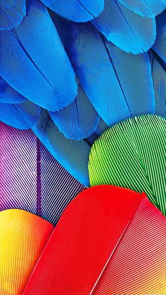 Amazing Colorful Feather Wallpaper for iPhone