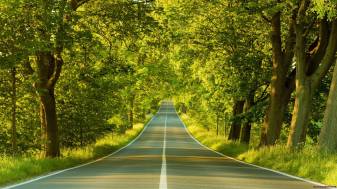 Road, Forest, Trees, Computer Wallpapers 1080p