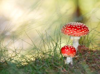 Cool Mushroom hd Wallpapers Picture Computer