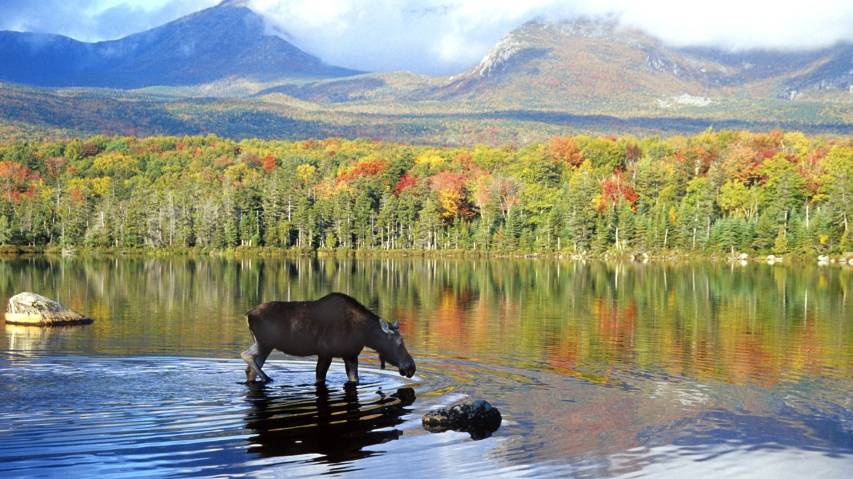Nature, Moose hd Cool Computer Wallpapers