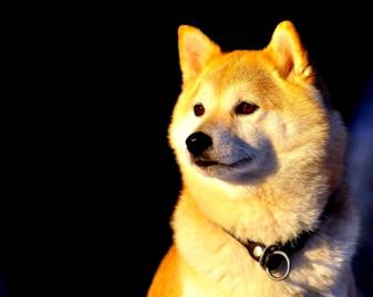 Best Doge Wallpapers free Picture