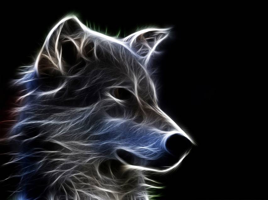Animal, Wolf, Neon, Cool, HD Picture