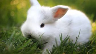Wallpapers of Cute Bunny images high resulation