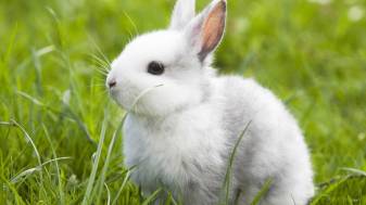 Cute White Bunny Wallpapers Pic for Laptop