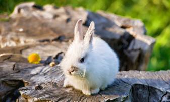 Animals  Rabbits, Cute Bunny Background free images