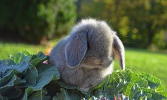 Rabbit, Animals, Cute Bunny Computer Backgrounds