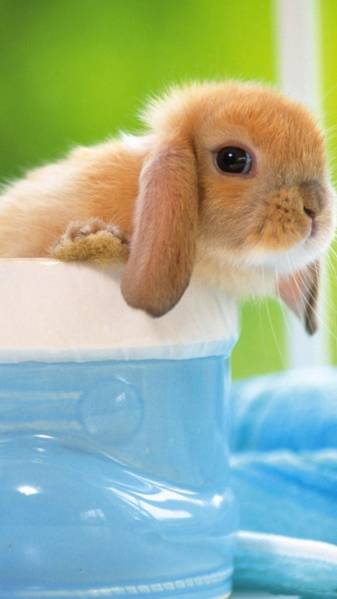 Cute Bunny iPhone Pictures