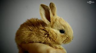 Animals  1080p, Cute Bunny Backgrounds