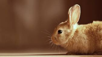 Desktop Cute Bunny 1080p Background images
