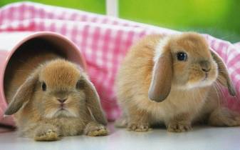 Cute Bunnies Wallpapers image for Pc