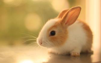 Cute Bunny Wallpapers and Background Pictures hq
