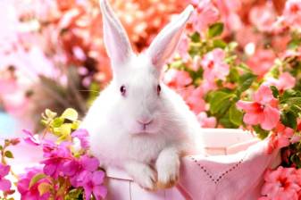 Cute Bunny full hd Photos free download