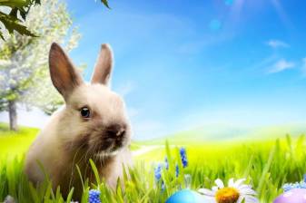 Super Cute Bunny Background Pictures