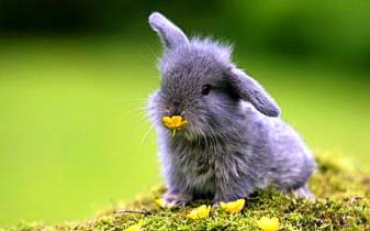 Awesome Cute Bunny hd Desktop Pictures