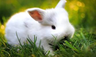 Cute Bunny live Wallpapers Pic for Pc