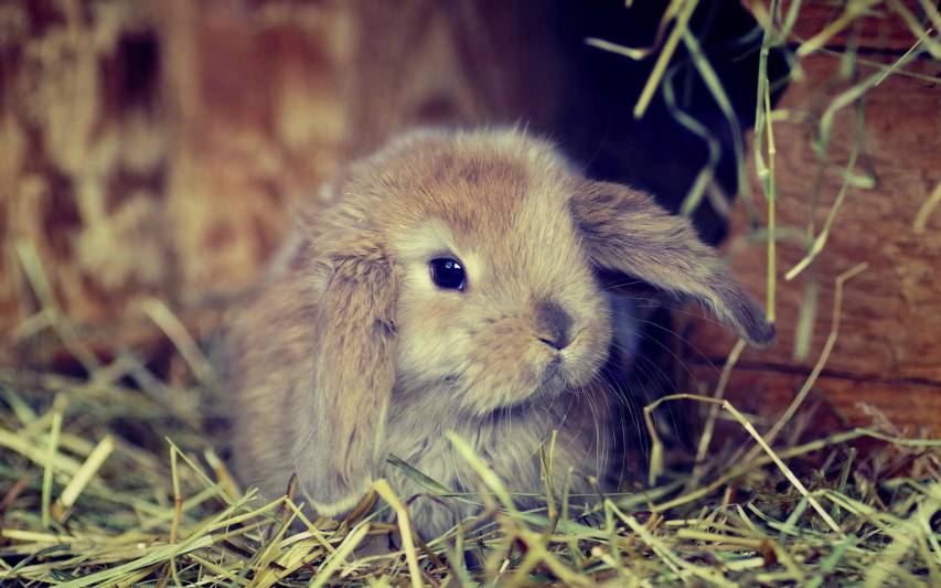 Wonderful Cute Bunny Wallpapers Picture