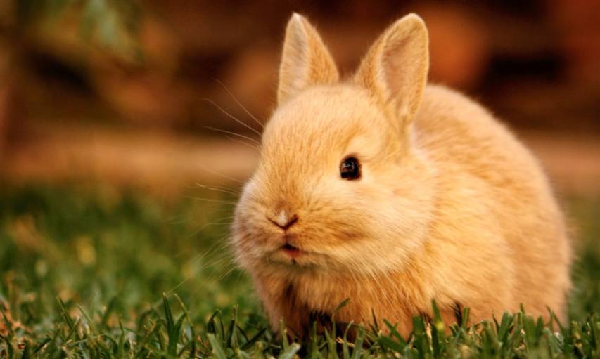 Cool Cute Bunny hd images for Pc