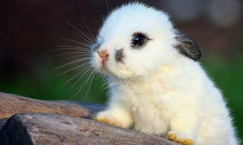 Cute Bunny Pictures & Background Wallpapers