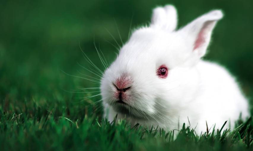 Free Pictures of Cute Bunny Wallpapers for Laptop