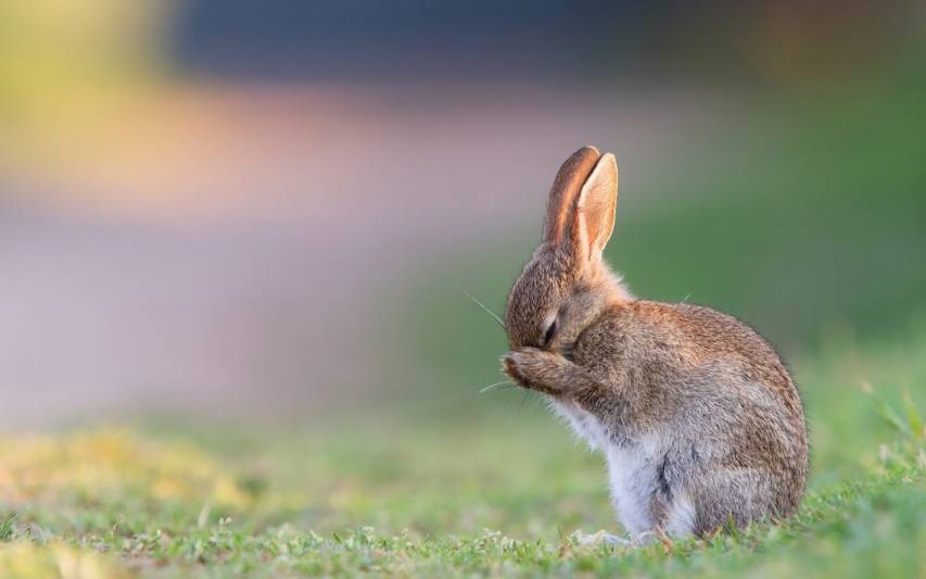 Close-up Cute Bunny Pc Background Wallpapers