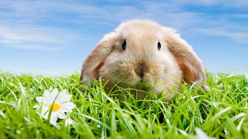 Cute Bunny 1080p Background Photos for Pc