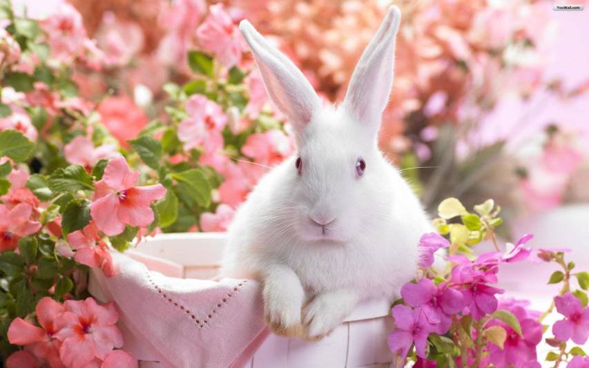 Aesthetic Cute Bunny hd Desktop Photos