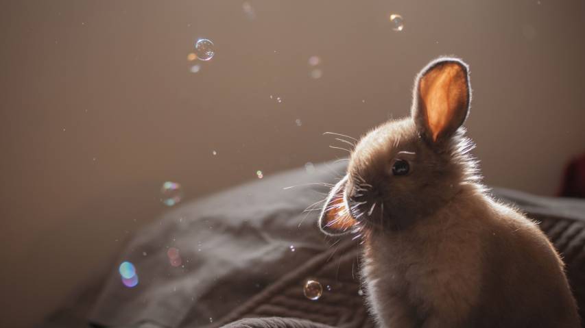 Awesome Cute Bunny Wallpapers, Rabbit Laptop images