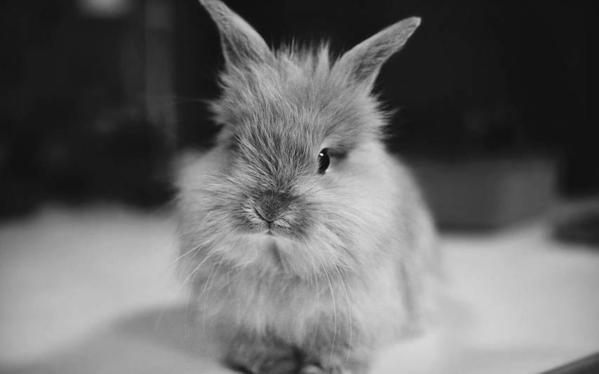 Rabbits, Desktop Cute Bunny Wallpaper Pictures
