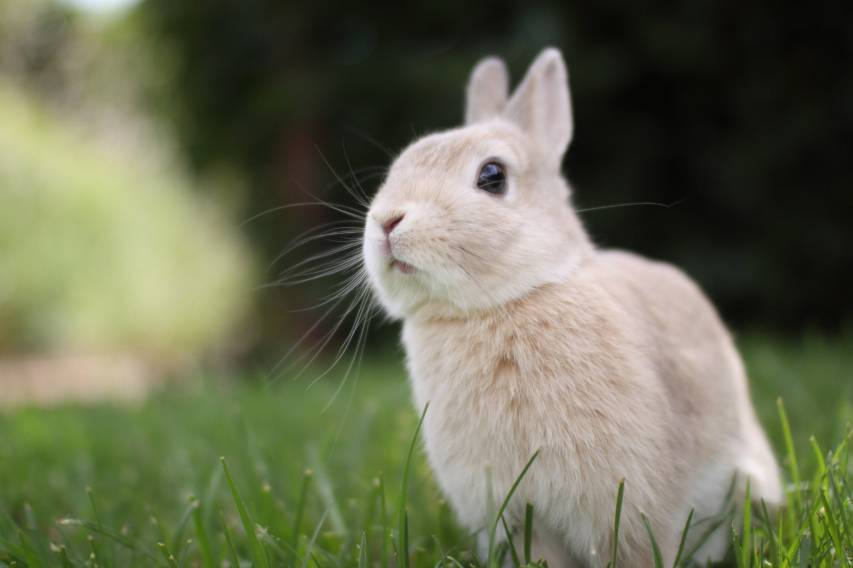 Rabbit, Cute, Animal, Bunny Desktop Wallpapers
