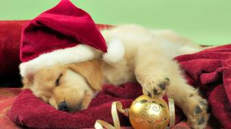 Cute, Dog, Desktop Christmas Wallpapers