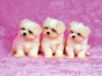 Cute Dogs Background free for download