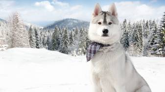 Cute Husky, Winter Siberian Puppy Background