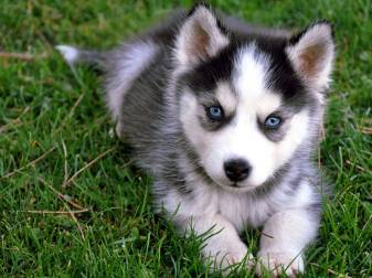 Cute Siberian Husky Wallpaper free for Download on