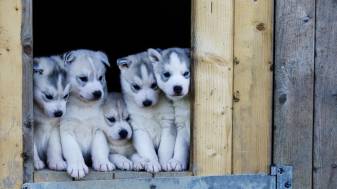 Amazing Cute Husky Picture, Puppies