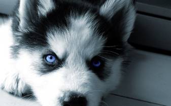 Cool Cute Baby Husky Picture
