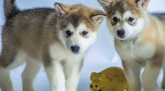 Free Cute Husky Puppies Wallpaper