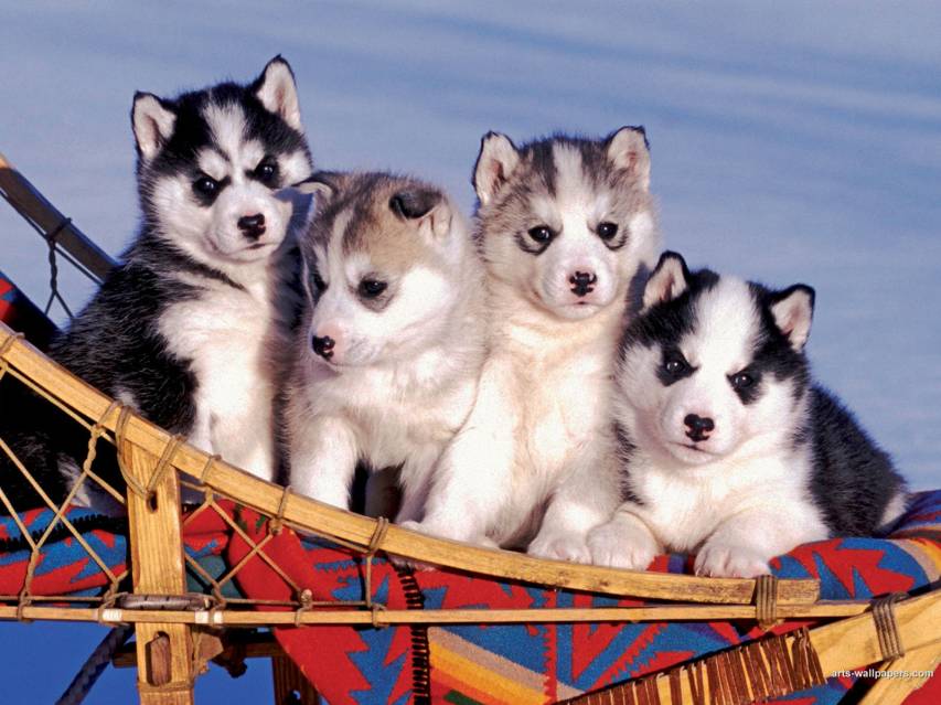 Cute Husky Wallpaper for Pc, Puppy