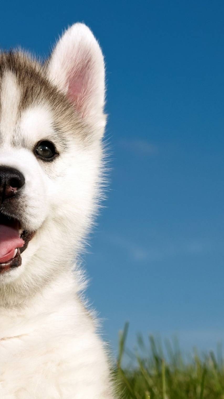 Cute Husky Wallpaper Images Free