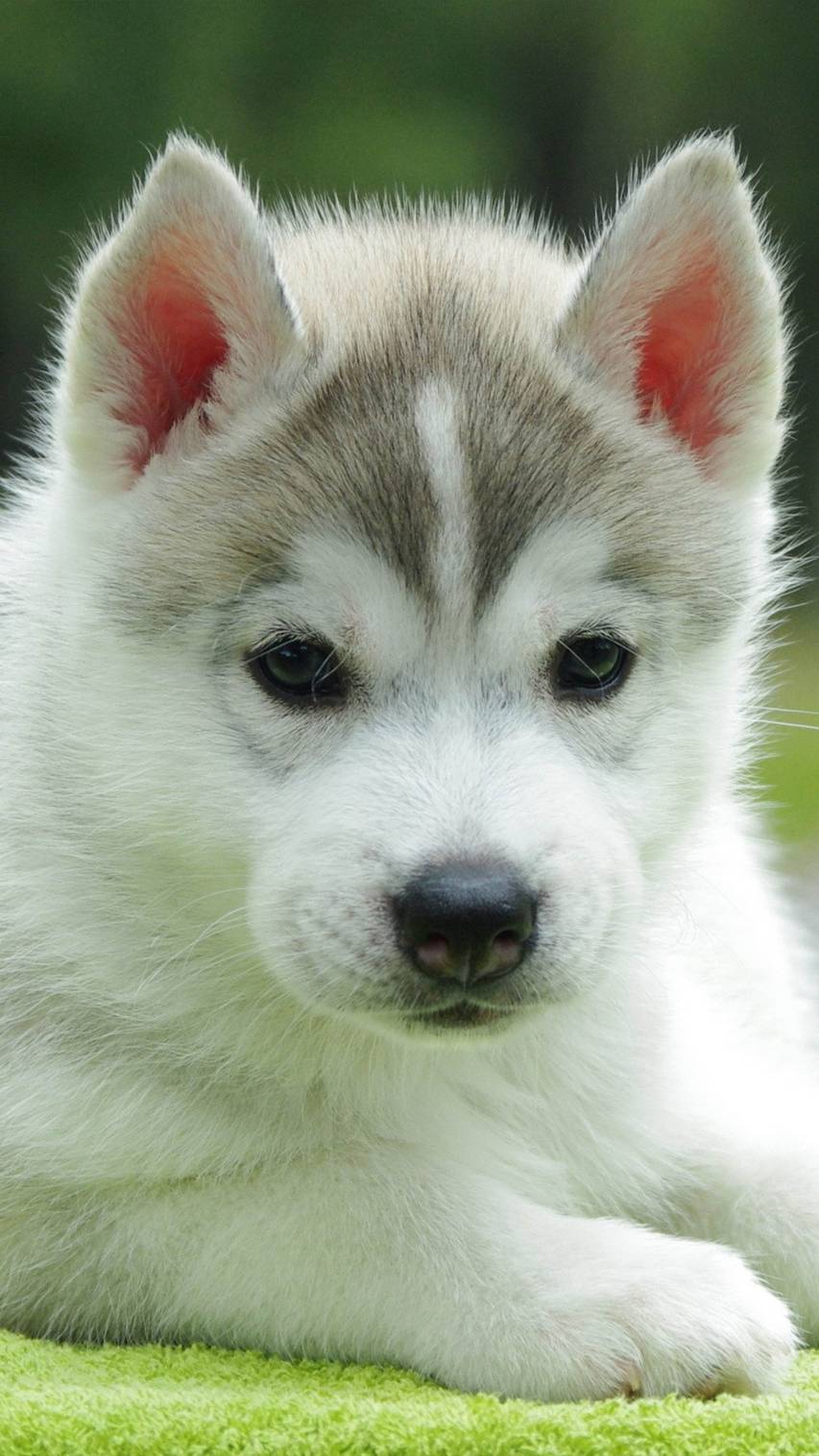 Cute Husky Wallpaper for 4k Android