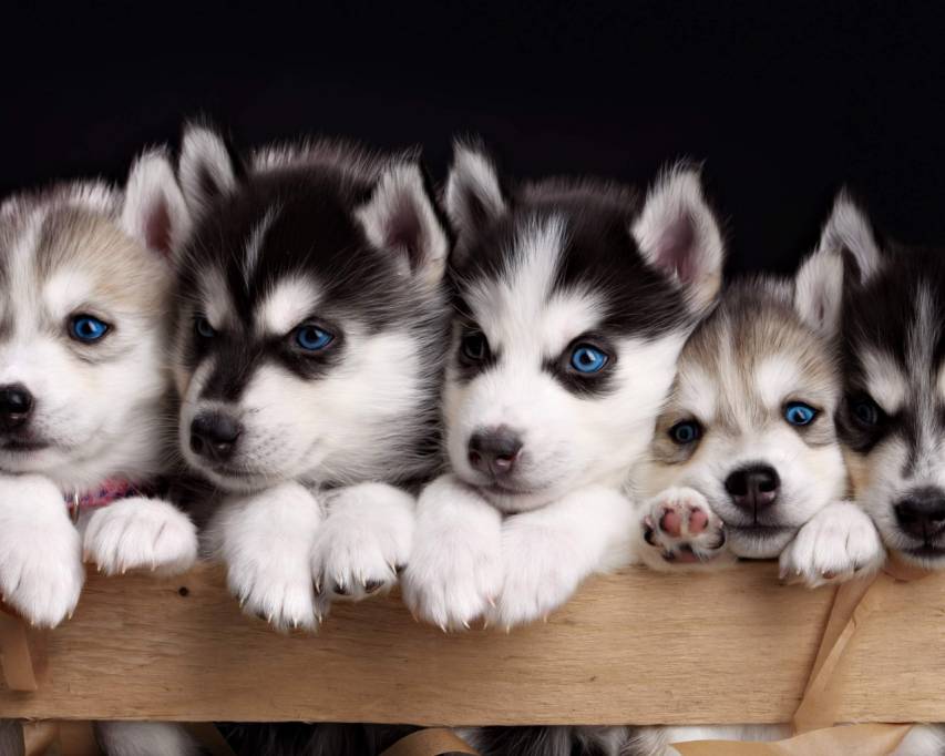 Puppies, Huskies, Cute, Husky Wallpaper