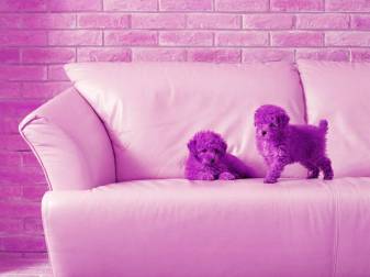 Cute Purple Dogs Wallpaper for Pc