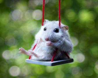 Funny, Hamster, Cute Wallpapers for Pc