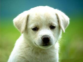 Download Cute Puppy Background