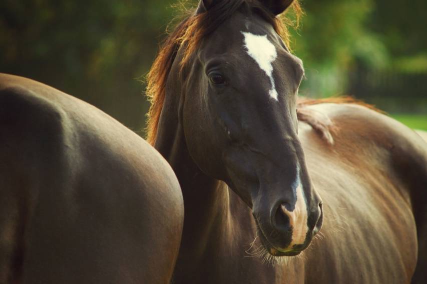 Animals, Horses, Cute Desktop Wallpapers