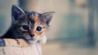 Awesome Cute Kitten Background images free