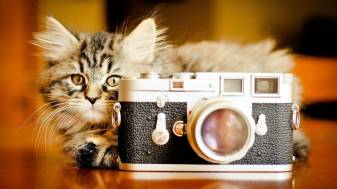 Aesthetic Kitten image Backgrounds for Desktop